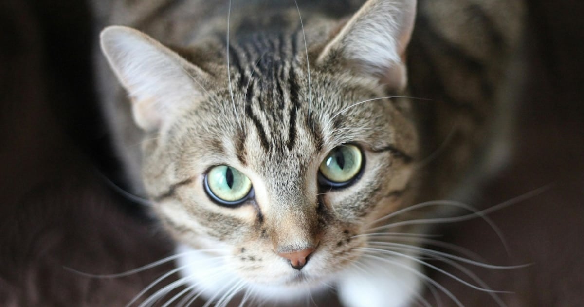 Un parásito que viaja de la caja de arena a la mesa familiar: qué hallaron en gatos de Estados Unidos y Canadá