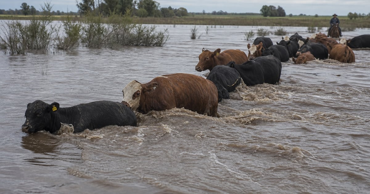 La crecida del Paraná y la escasez global empujan al alza el precio de la carne en la Argentina
