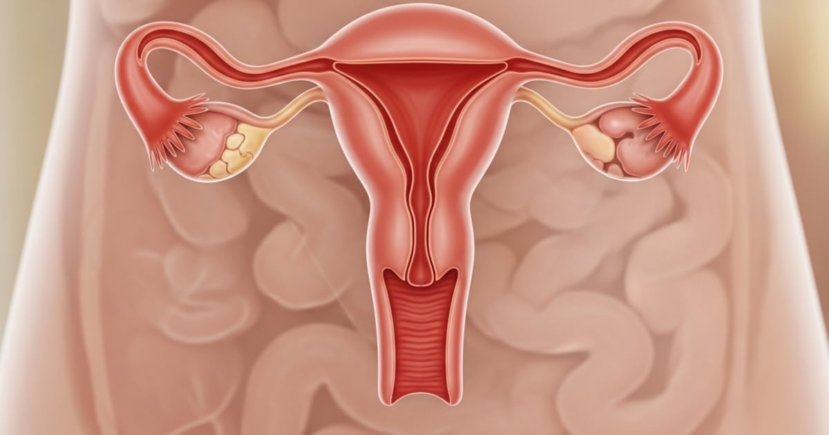 El ovario no se apaga: un estudio reveló qué pasa adentro del órgano décadas después de la menopausia