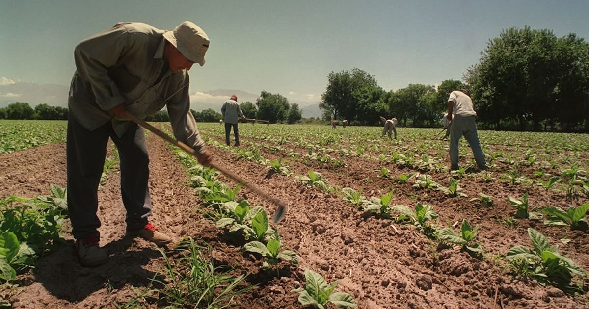 El campo asegura por un año más el piso de asignaciones para los temporarios: cómo impacta en los sueldos